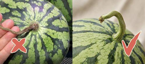 吃瓜舞台香港,揭秘娱乐圈幕后风云